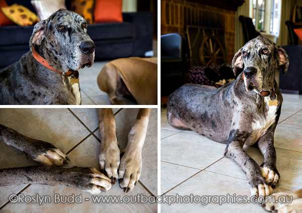 ©Roslyn Budd - www.buddphotography.com.au