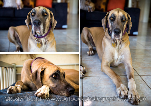 ©Roslyn Budd - www.buddphotography.com.au