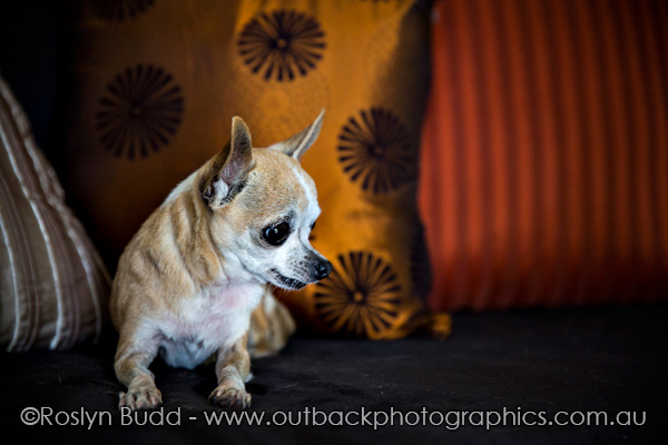 ©Roslyn Budd - www.buddphotography.com.au