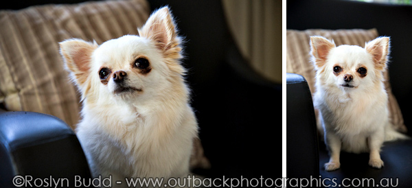 ©Roslyn Budd - www.buddphotography.com.au