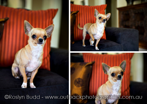 ©Roslyn Budd - www.buddphotography.com.au