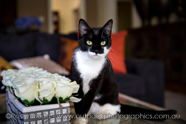 ©Roslyn Budd - www.buddphotography.com.au