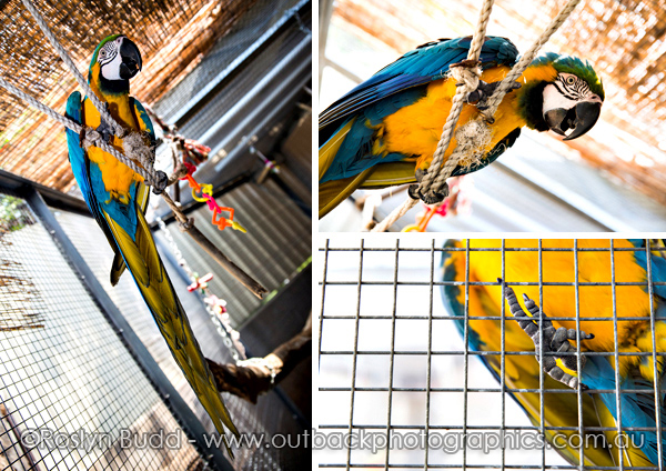 ©Roslyn Budd - www.buddphotography.com.au