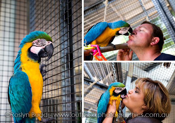 ©Roslyn Budd - www.buddphotography.com.au