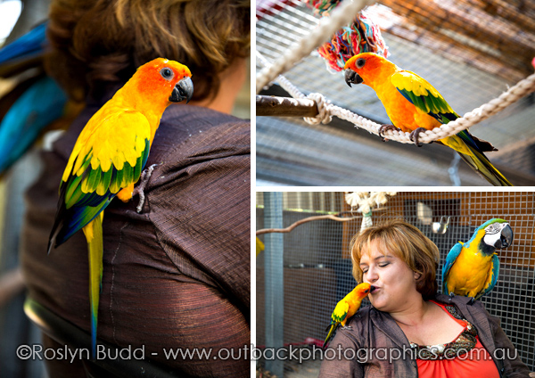 ©Roslyn Budd - www.buddphotography.com.au