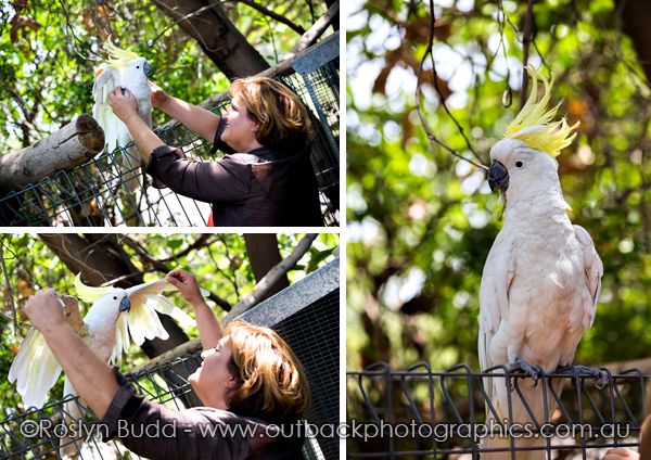 ©Roslyn Budd - www.buddphotography.com.au