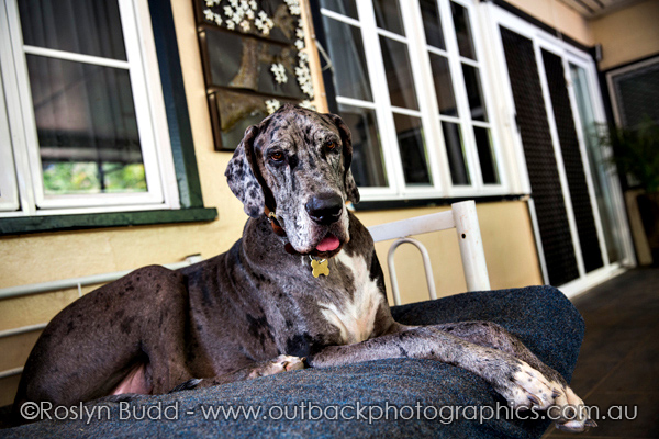 ©Roslyn Budd - www.buddphotography.com.au