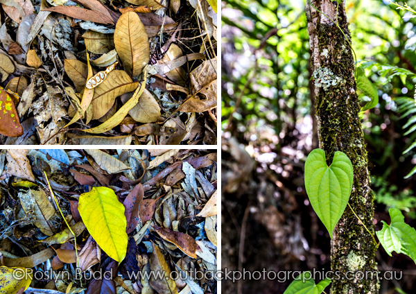 ©Roslyn Budd - www.buddphotography.com.au