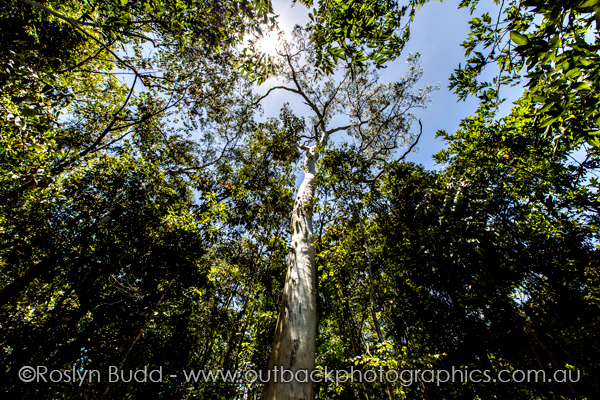 ©Roslyn Budd - www.buddphotography.com.au