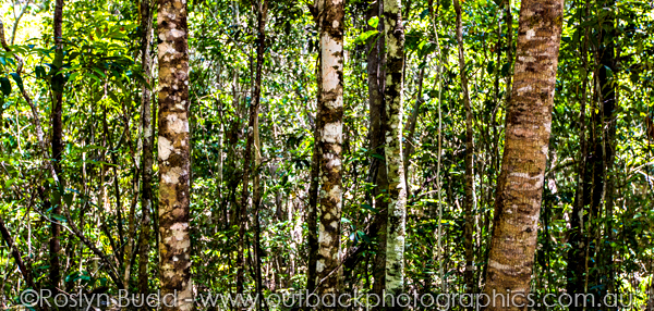 ©Roslyn Budd - www.buddphotography.com.au