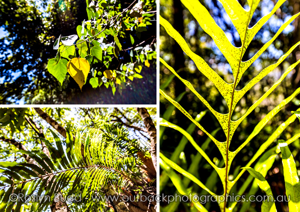 ©Roslyn Budd - www.buddphotography.com.au