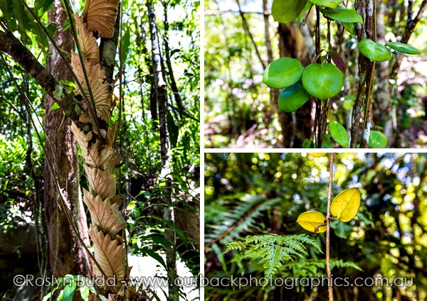 ©Roslyn Budd - www.buddphotography.com.au