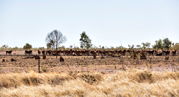 ©Roslyn Budd - www.buddphotography.com.au