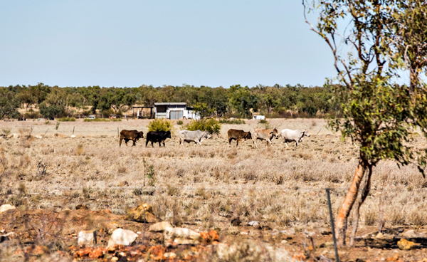 ©Roslyn Budd - www.buddphotography.com.au