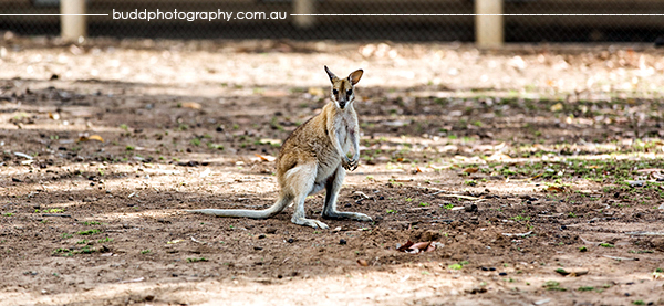 Burdekin Falls Dam_©Roslyn Budd