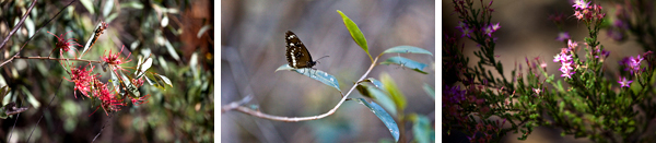 ©Roslyn Budd - www.buddphotography.com.au