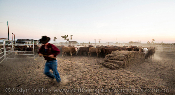 ©Roslyn Budd - www.buddphotography.com.au