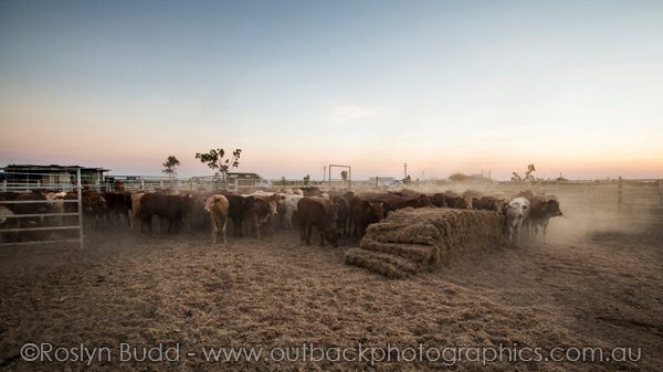 ©Roslyn Budd - www.buddphotography.com.au