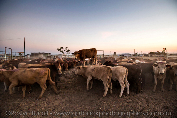 ©Roslyn Budd - www.buddphotography.com.au