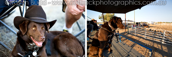 ©Roslyn Budd - www.buddphotography.com.au