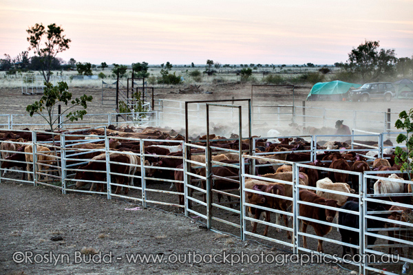 ©Roslyn Budd - www.buddphotography.com.au