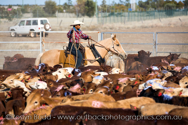 ©Roslyn Budd - www.buddphotography.com.au