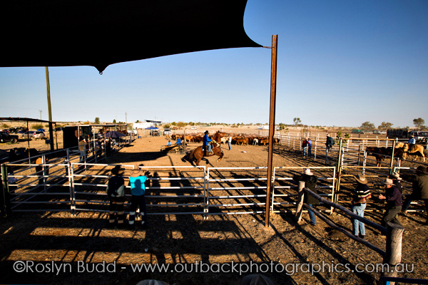 ©Roslyn Budd - www.buddphotography.com.au