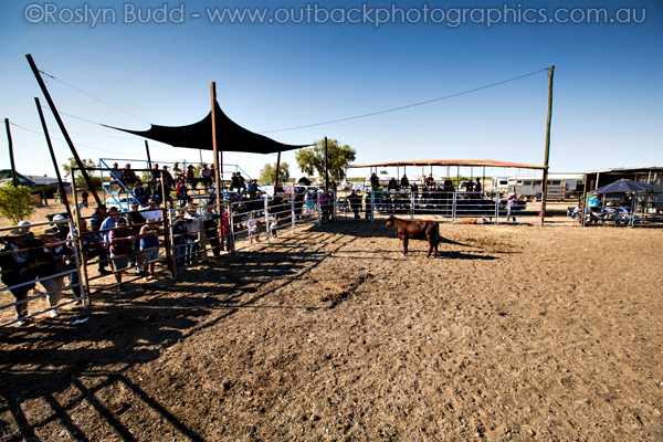 ©Roslyn Budd - www.buddphotography.com.au