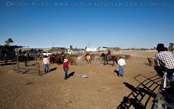 ©Roslyn Budd - www.buddphotography.com.au