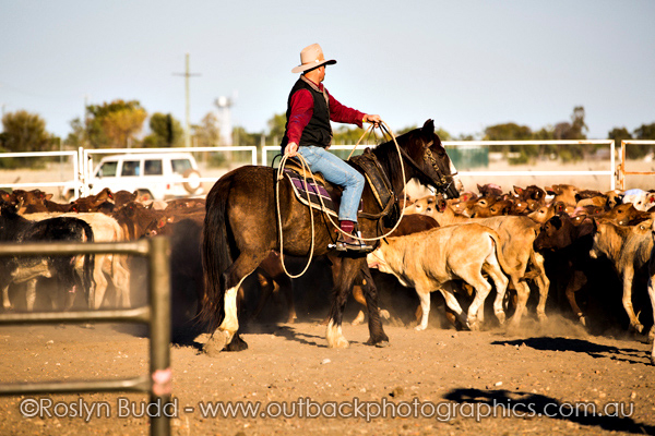 ©Roslyn Budd - www.buddphotography.com.au