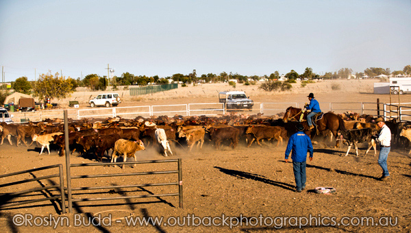 ©Roslyn Budd - www.buddphotography.com.au