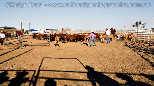 ©Roslyn Budd - www.buddphotography.com.au