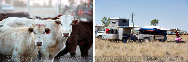 ©Roslyn Budd - www.buddphotography.com.au