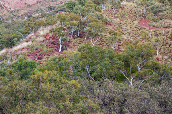 Duncan Road, Old Halls Creek, China Wall, Caroline Pool, Palm Springs, Sawpit Gorge, Western Australia, The Kimberley
