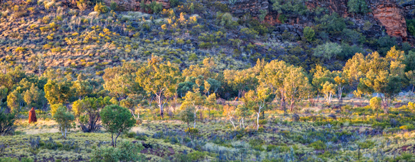 Duncan Road, Old Halls Creek, China Wall, Caroline Pool, Palm Springs, Sawpit Gorge, Western Australia, The Kimberley
