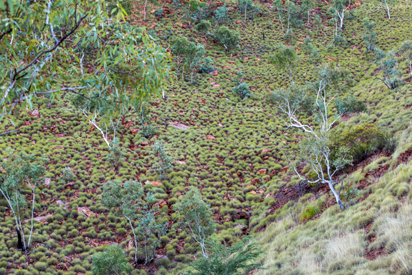 Duncan Road, Old Halls Creek, China Wall, Caroline Pool, Palm Springs, Sawpit Gorge, Western Australia, The Kimberley