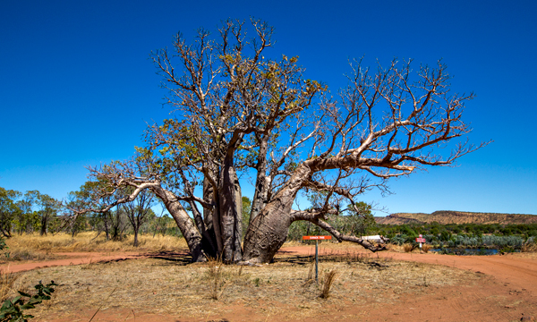 El Questro, The Kimberley, Kimberley, Gibb River Rd, Cockburn Range