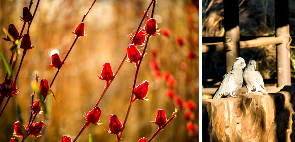 El Questro, The Kimberley, Kimberley, Gibb River Rd, Cockburn Range