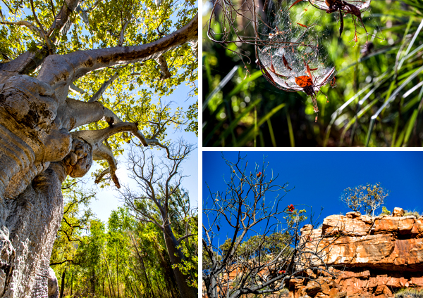 El Questro, The Kimberley, Kimberley, Gibb River Rd, Cockburn Range