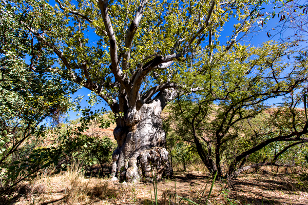 El Questro, The Kimberley, Kimberley, Gibb River Rd, Cockburn Range