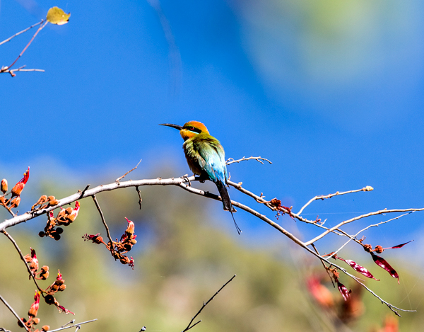 El Questro, The Kimberley, Kimberley, Gibb River Rd, Cockburn Range