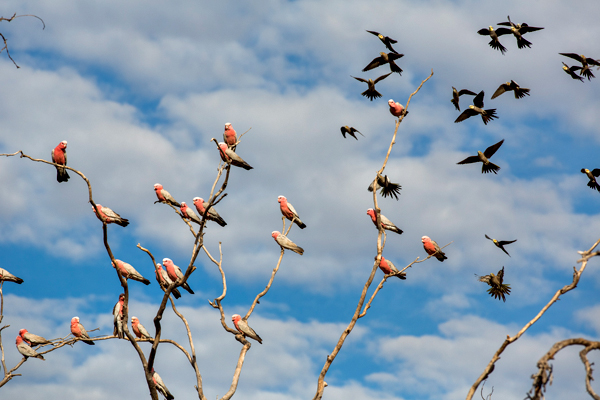 Great Northern Highway, Western Australia, The Kimberley, Ellendale Lake