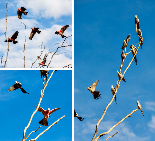 Great Northern Highway, Western Australia, The Kimberley, Ellendale Lake
