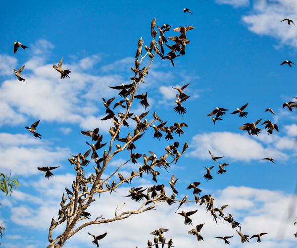 Great Northern Highway, Western Australia, The Kimberley, Ellendale Lake