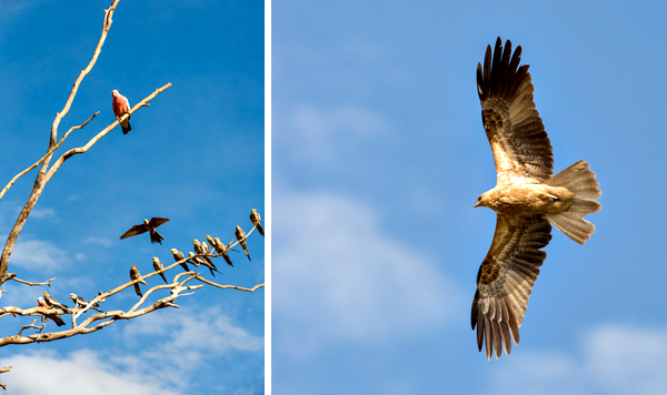 Great Northern Highway, Western Australia, The Kimberley, Ellendale Lake