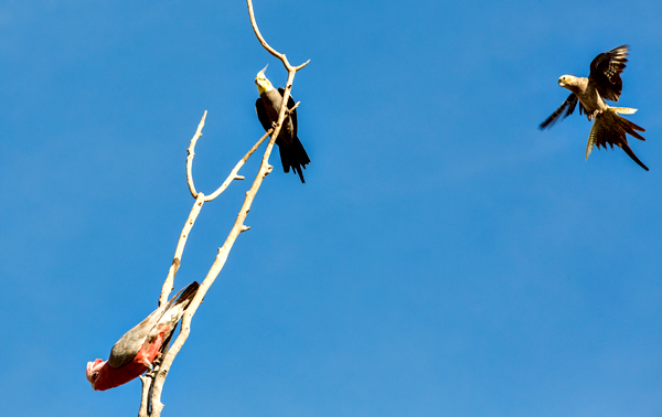 Great Northern Highway, Western Australia, The Kimberley, Ellendale Lake