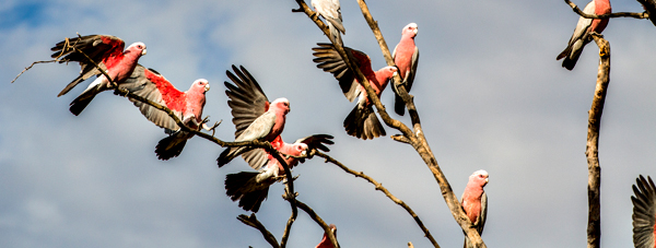 Great Northern Highway, Western Australia, The Kimberley, Ellendale Lake