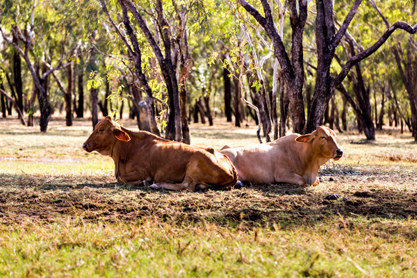 Great Northern Highway, Western Australia, The Kimberley, Ellendale Lake