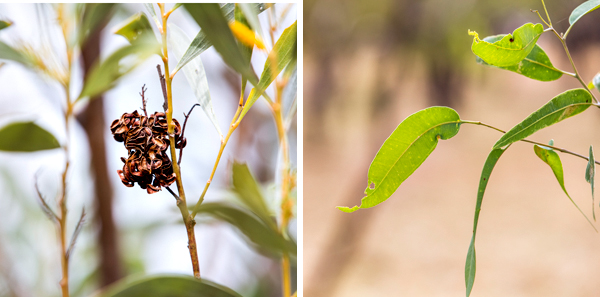 Great Northern Highway, Western Australia, The Kimberley, Ellendale Lake