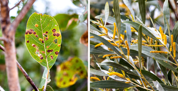 Great Northern Highway, Western Australia, The Kimberley, Ellendale Lake